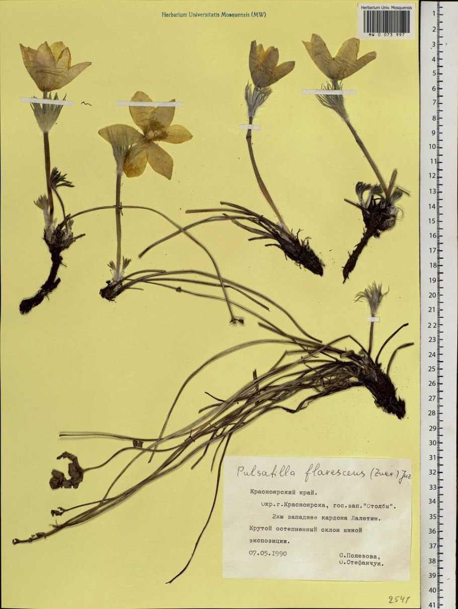 Carex ornithopoda Ботанический рисунок