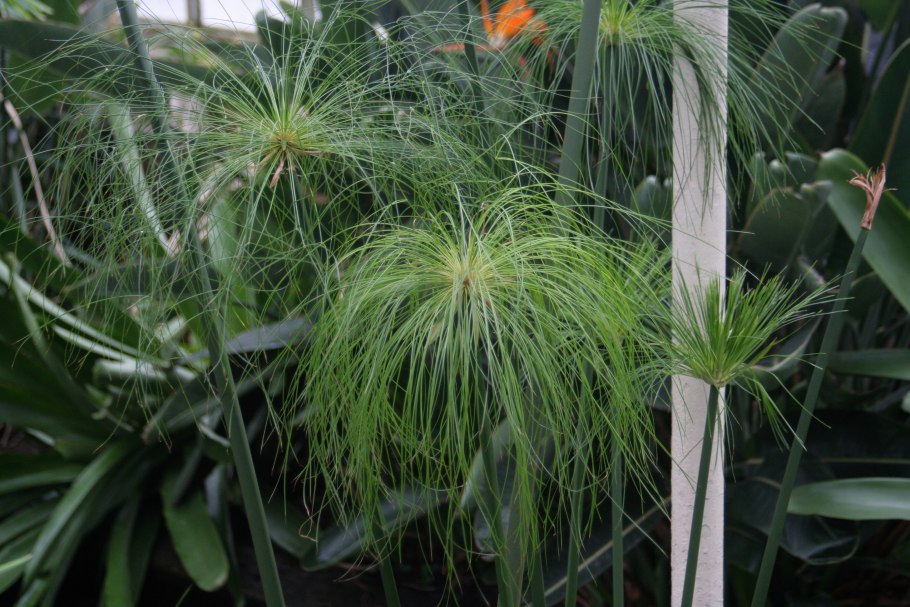 Trisetum flavescens (l.) p.Beauv.