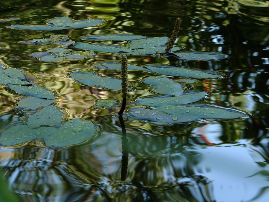 Potamogeton Natans l. - рдест плавающий