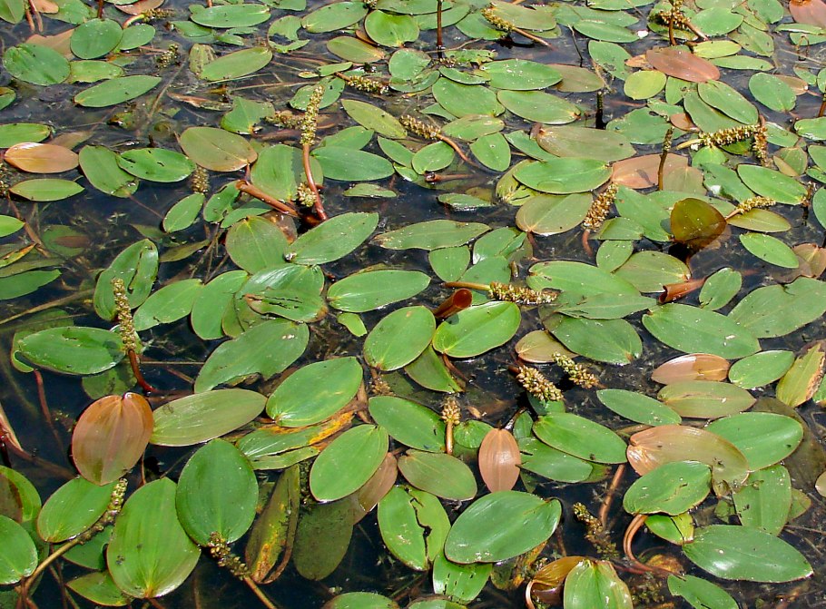 Potamogeton Natans рдест плавающий