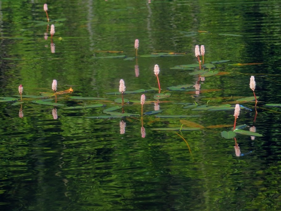 Polygonum amphibium – Горец Земноводный
