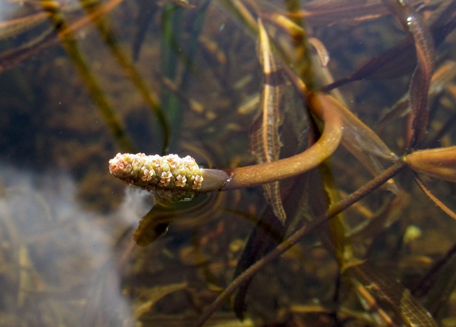 Potamogeton nodosus