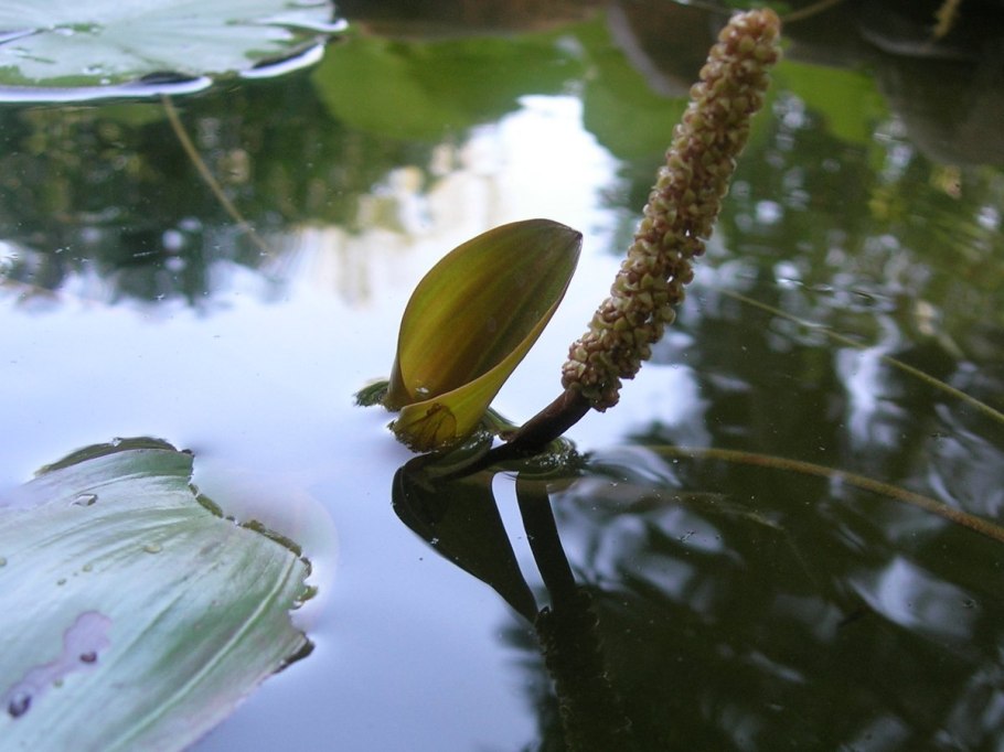 Potamogeton Natans рдест плавающий