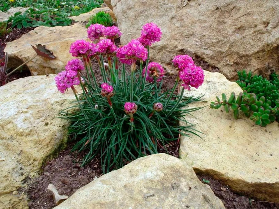 Армерия дернистая