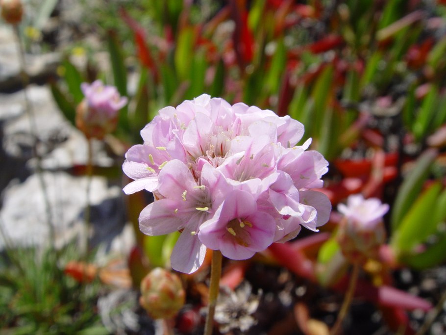 Армерия Приморская блестящая