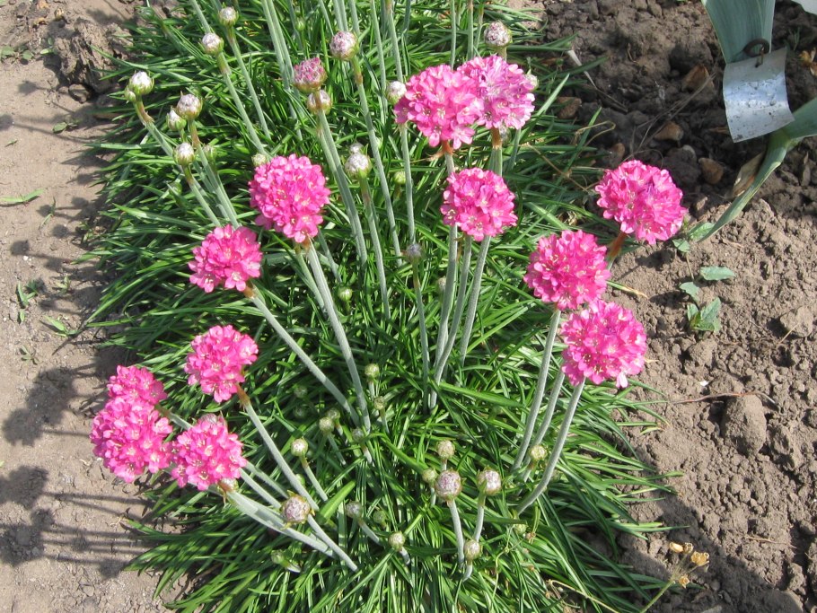 Армерия Приморская (Armeria maritima)