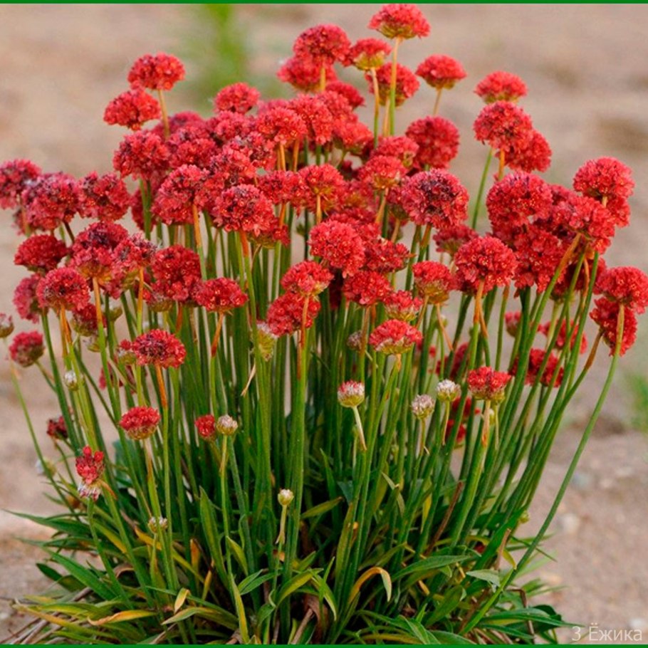 Армерия 'ballerina red'