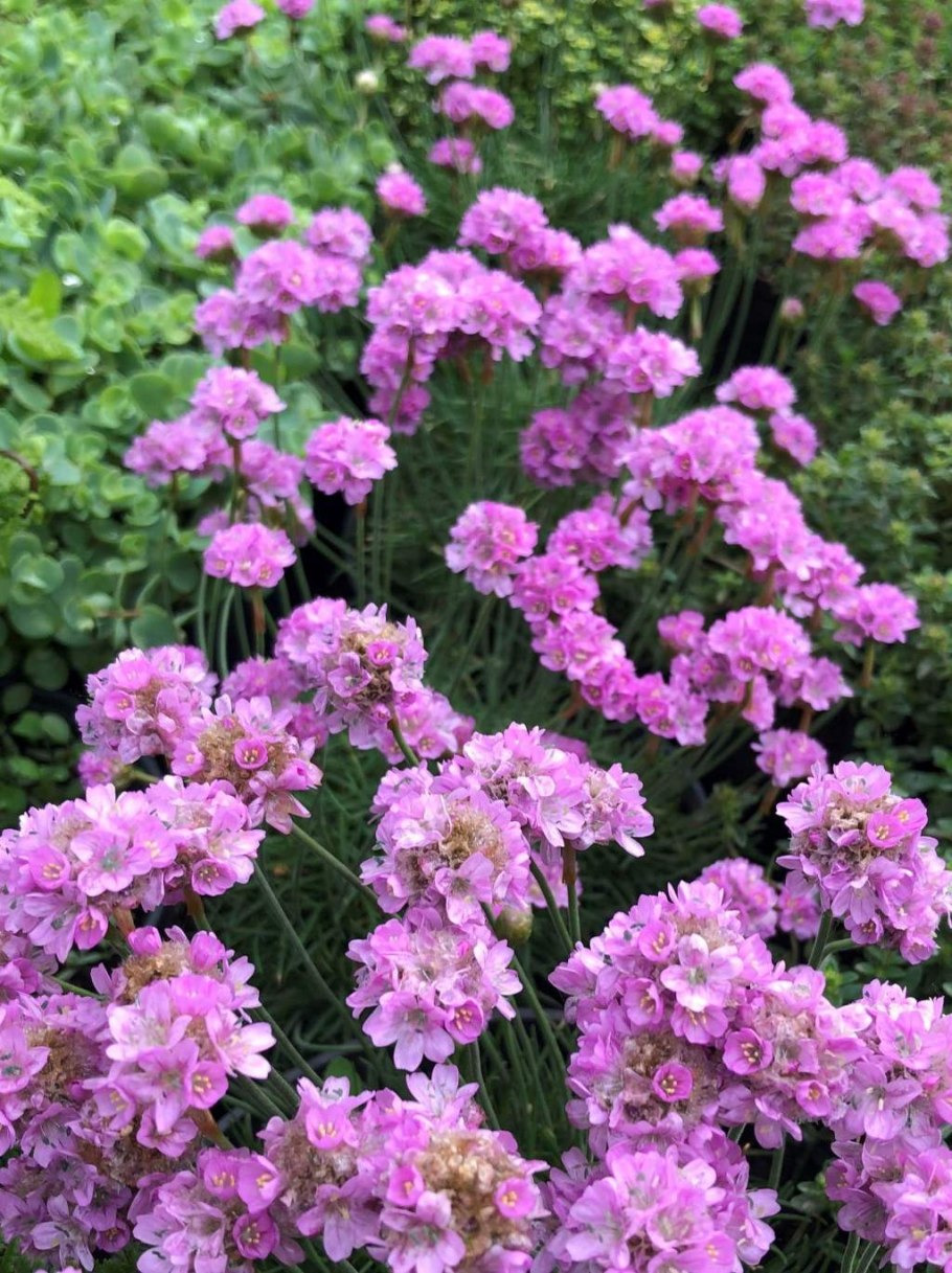 Многолетние цветы