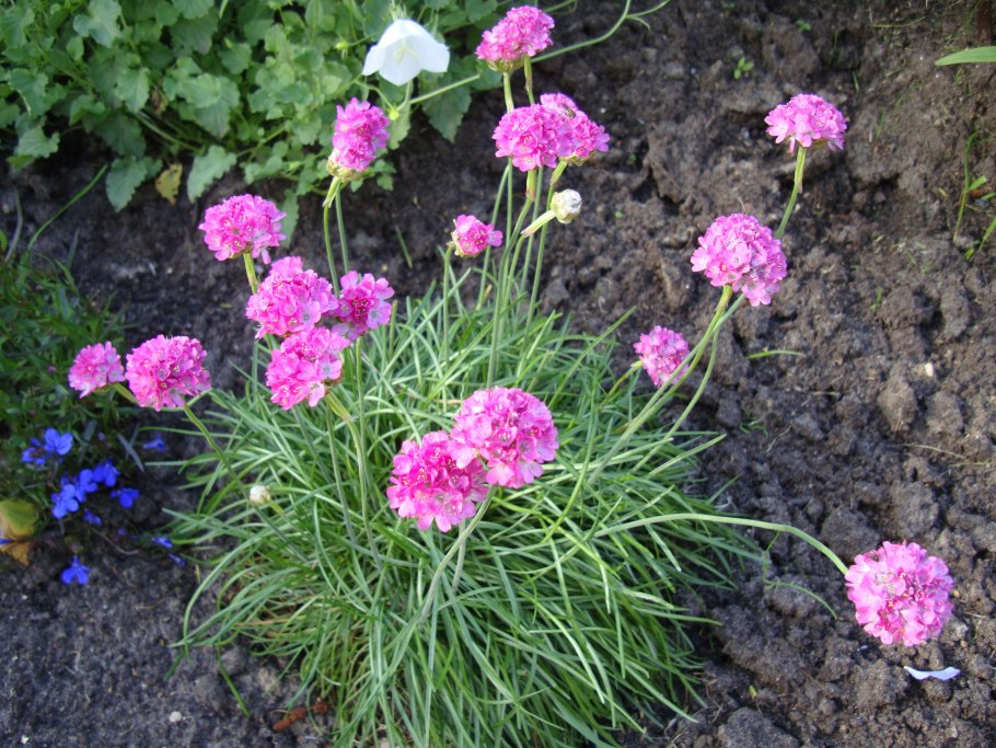 Армерия многолетник ариадна