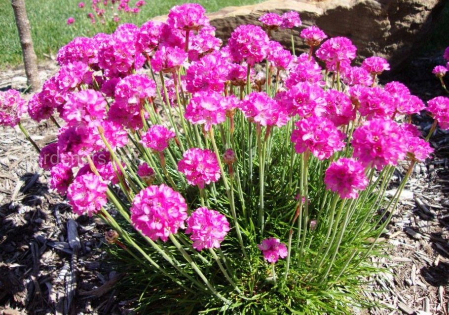 Цветы Армерия Луизианская