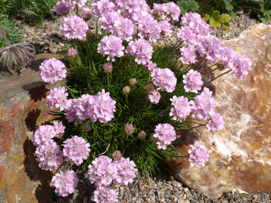 Armeria juniperifolia