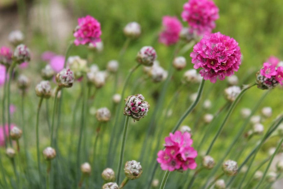 Армерия приморская монинг