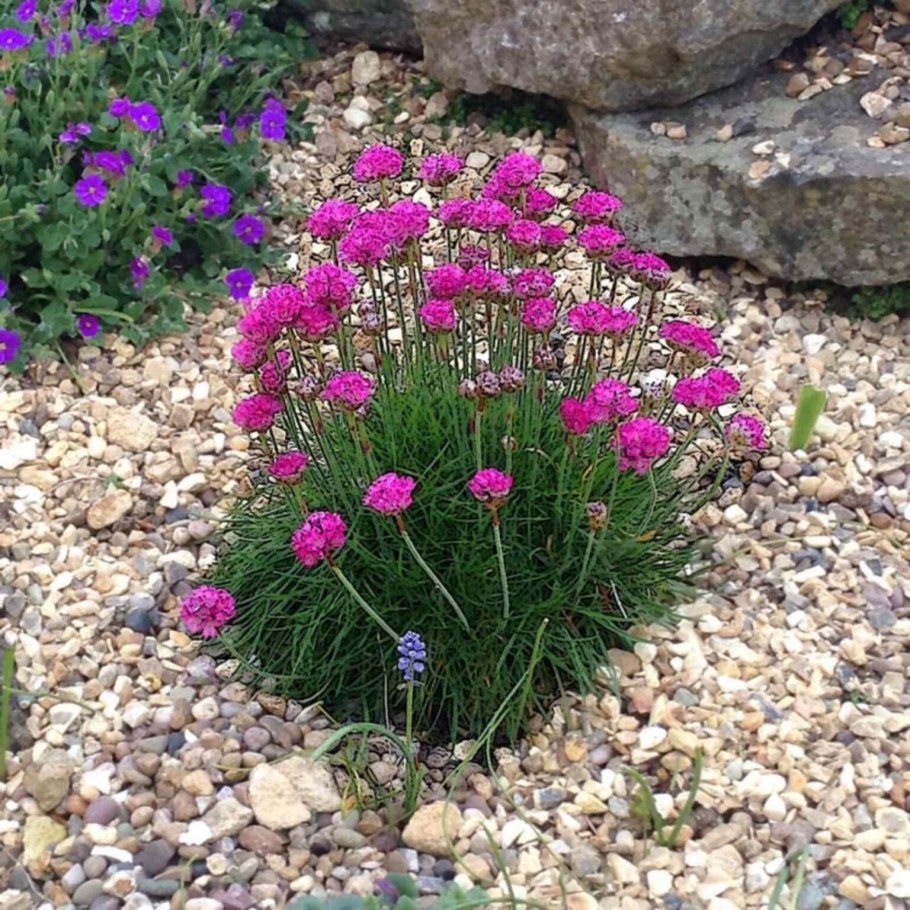 Армерия цветок многолетник