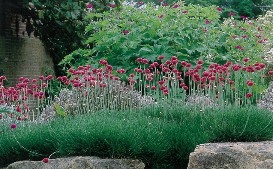 Армерия Ариадна смесь