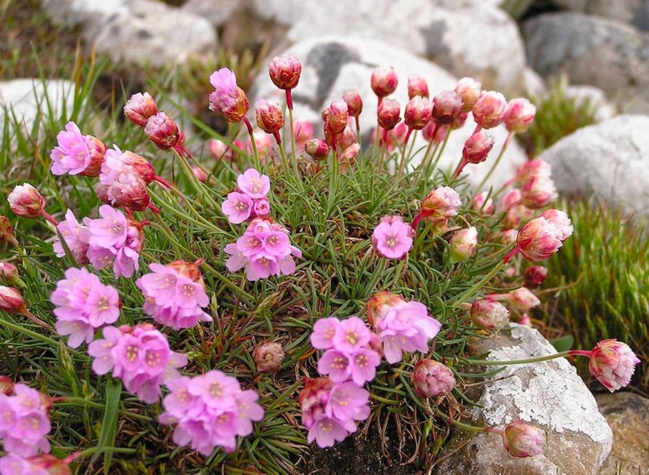 Армерия Приморская Розеа