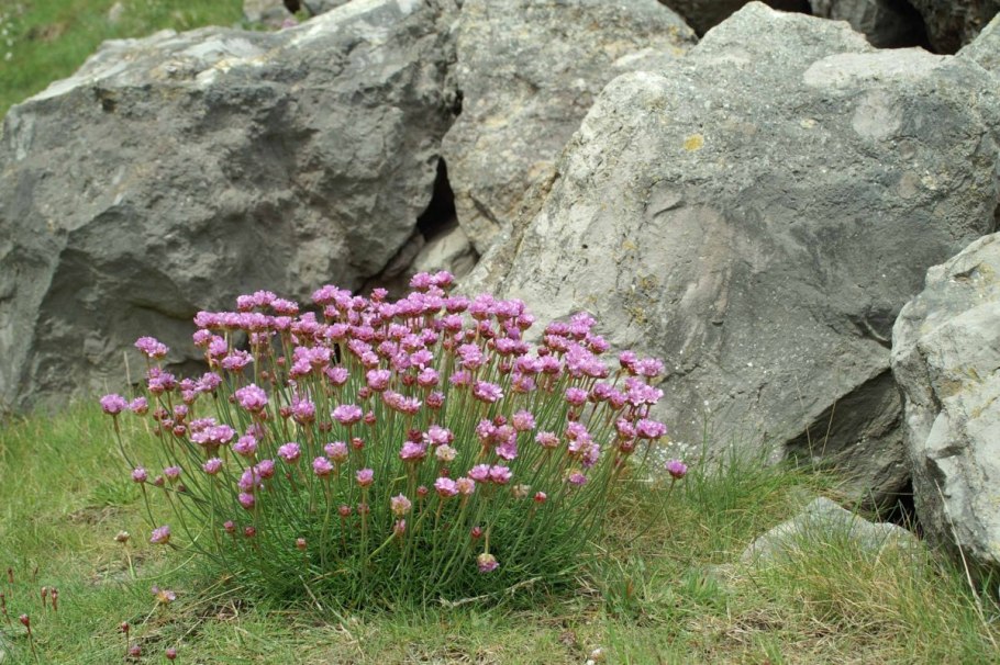 Armeria pungens