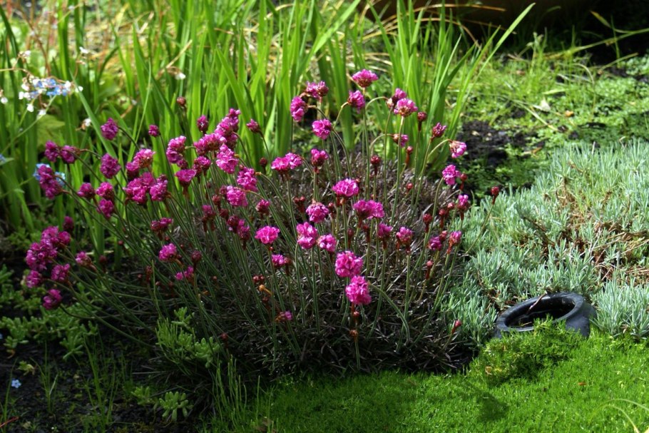 Армерия Альпийская