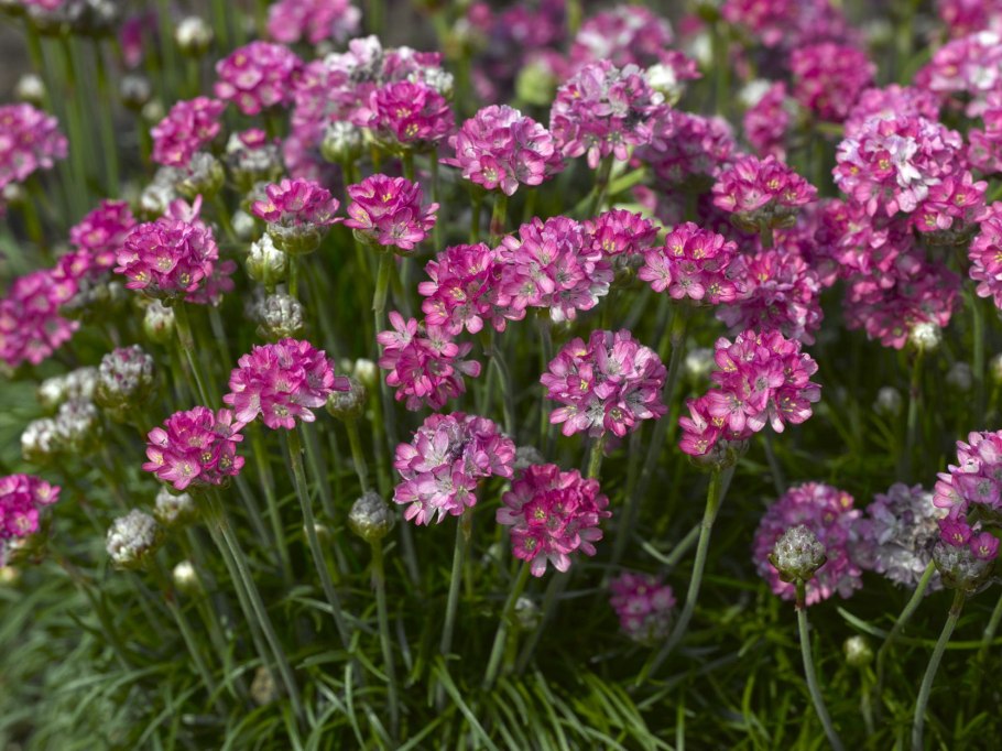 Армерия ариадна