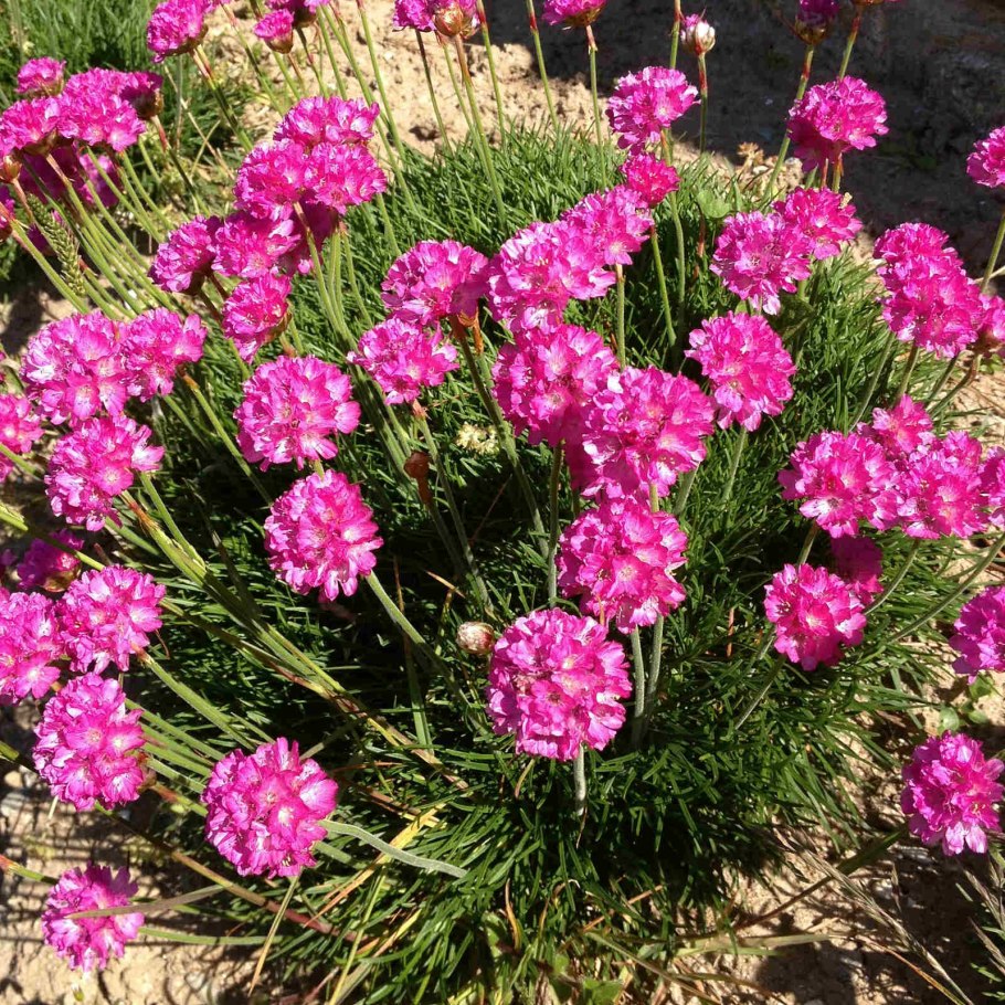 Армерия Приморская (Armeria maritima)