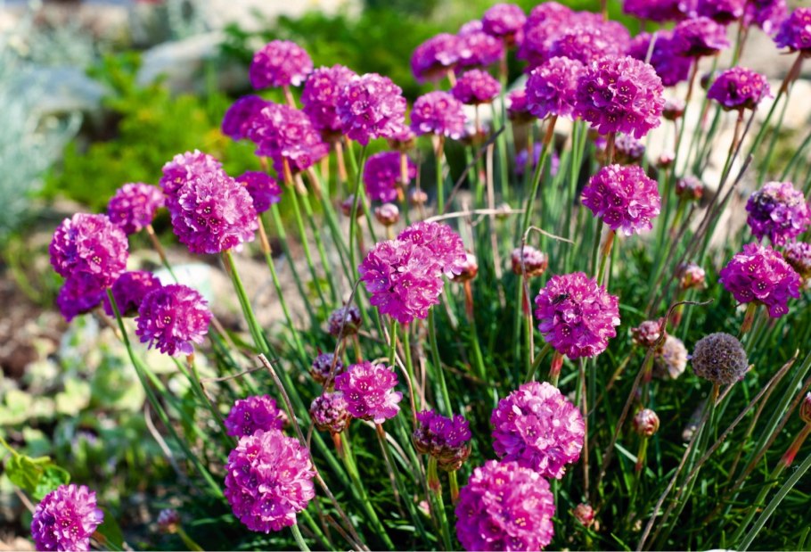 Армерия Приморская многолетник