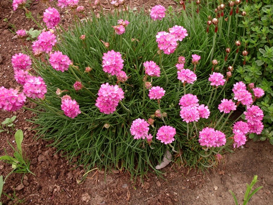 Armeria splendens