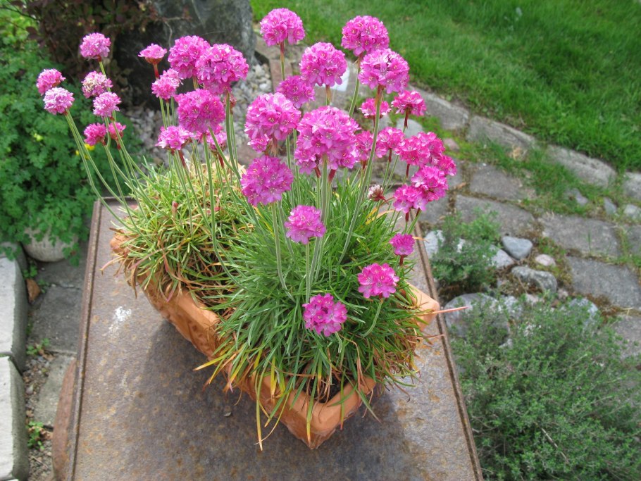 Armeria splendens