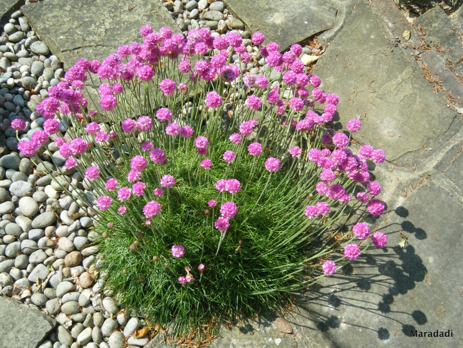 Армерия rubrifolia