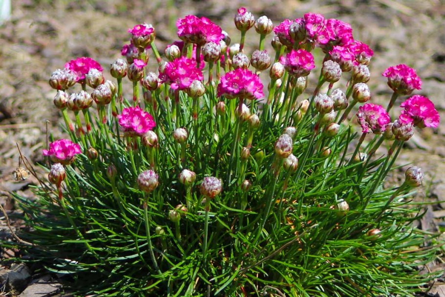 Армерия Приморская Альба