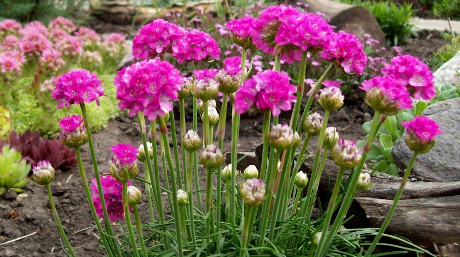 Armeria splendens