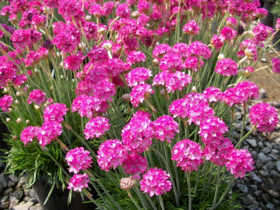 Армерия монинг стар дип роуз