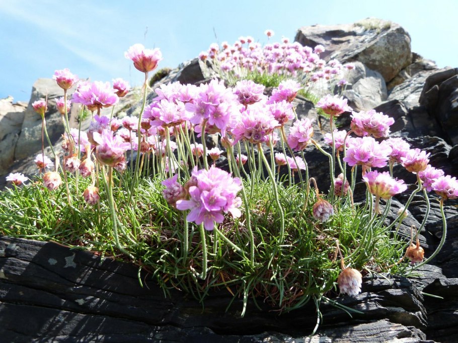 Армерия Ариадна смесь