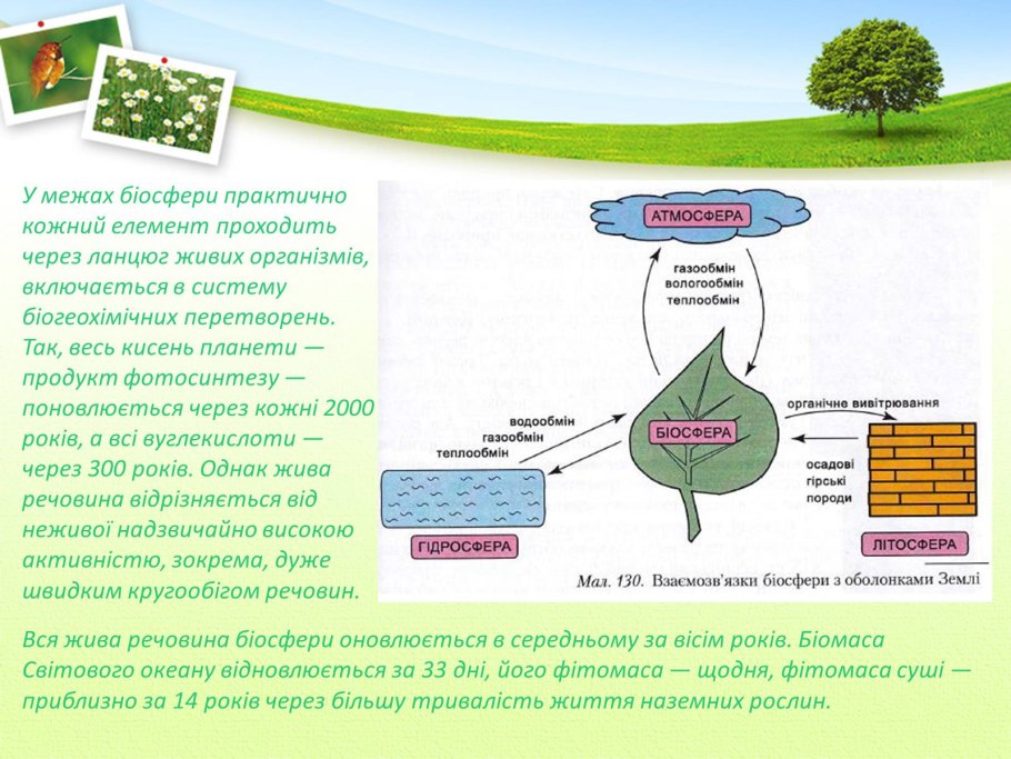 Хлоропласты Элодея канадская