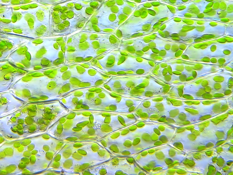 Stomata in a Leaf