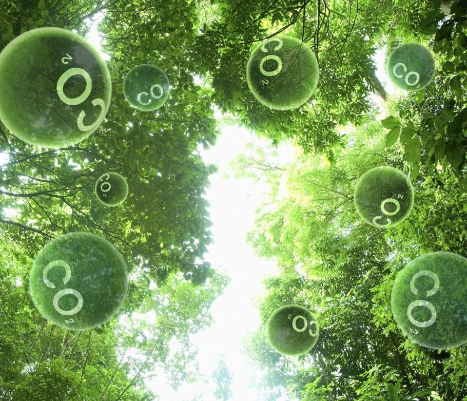 2 Stages of Photosynthesis