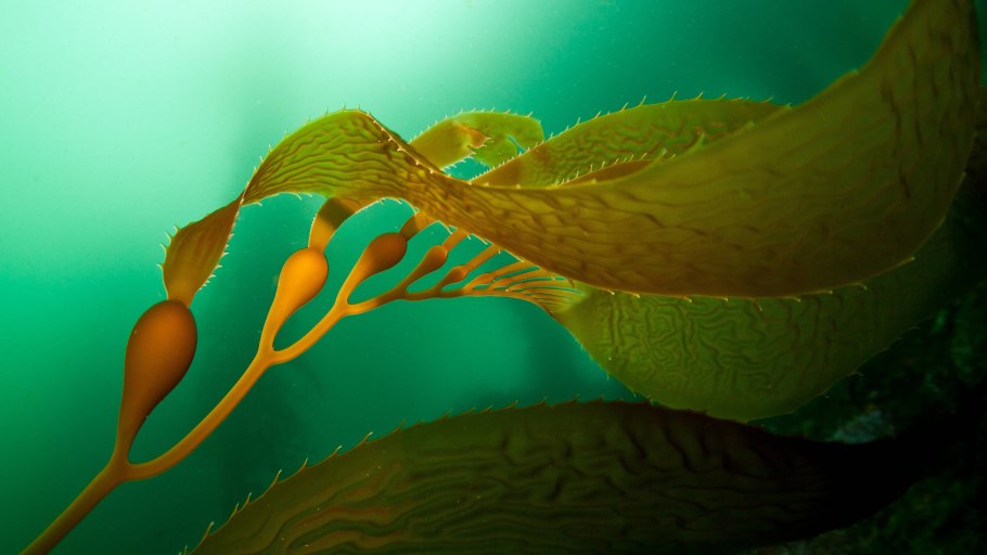 Гипотезы происхождения жизни биохимическая Эволюция