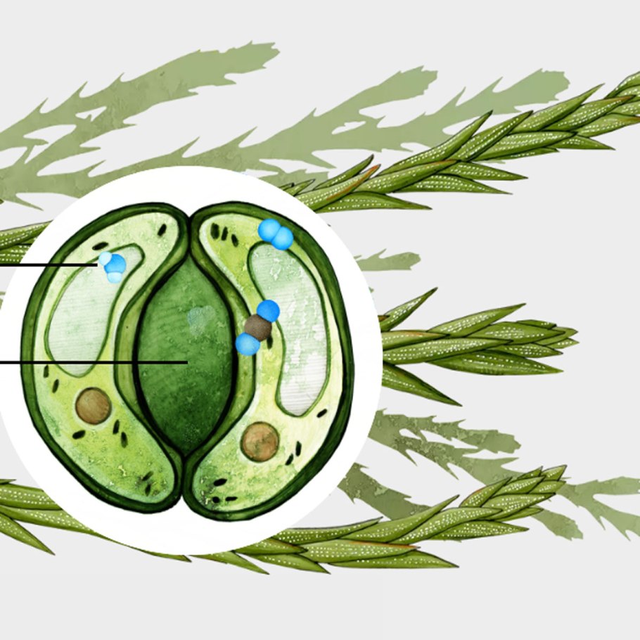 Схема строения устьица растений