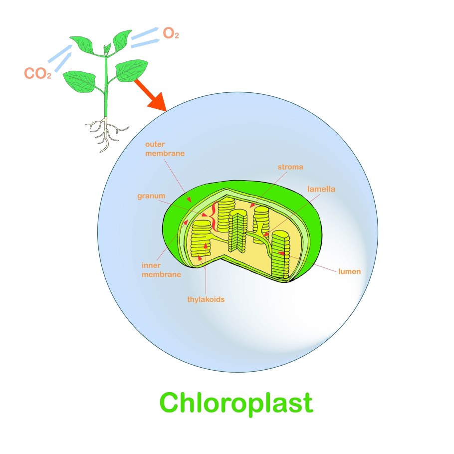 Chloroplast structure