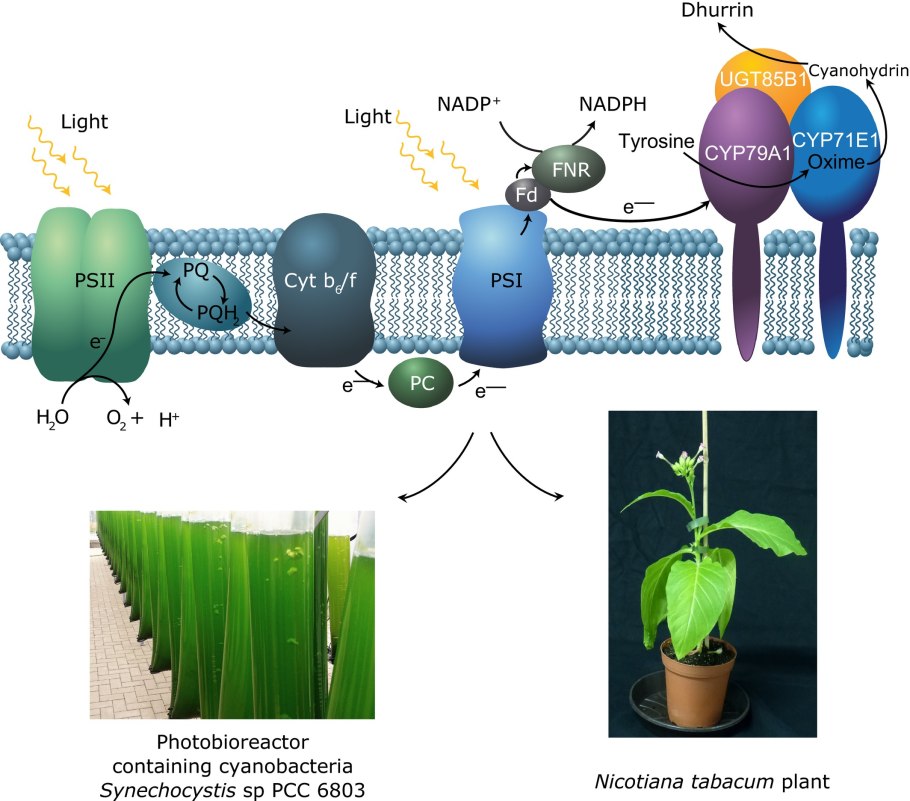 Ламинария фотосинтезирует