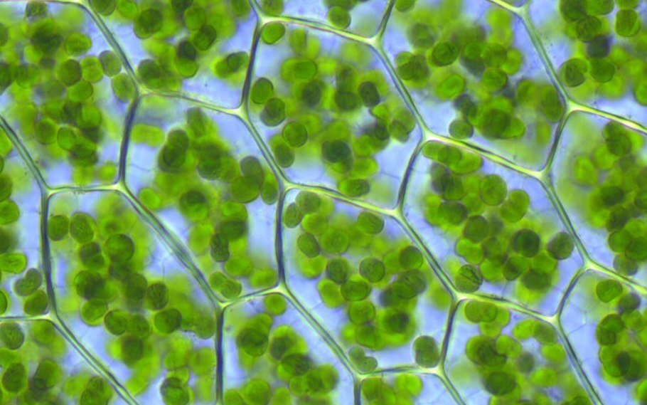 Chloroplast ultrastructure