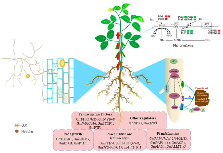 Процесс фотосинтеза фитопланктона
