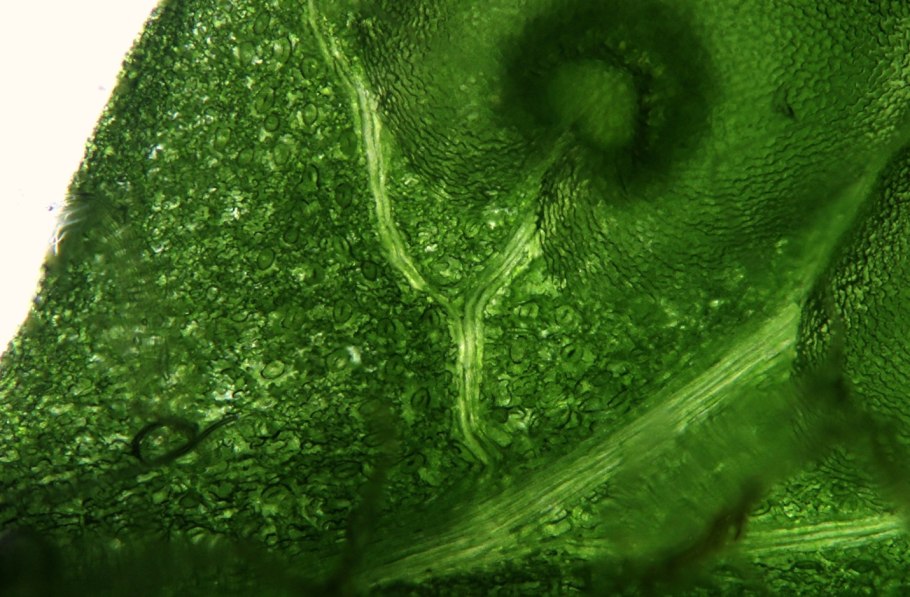 Фотосинтез хвойных