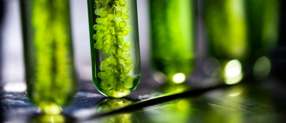 Биологии исследования Green Spring китайская