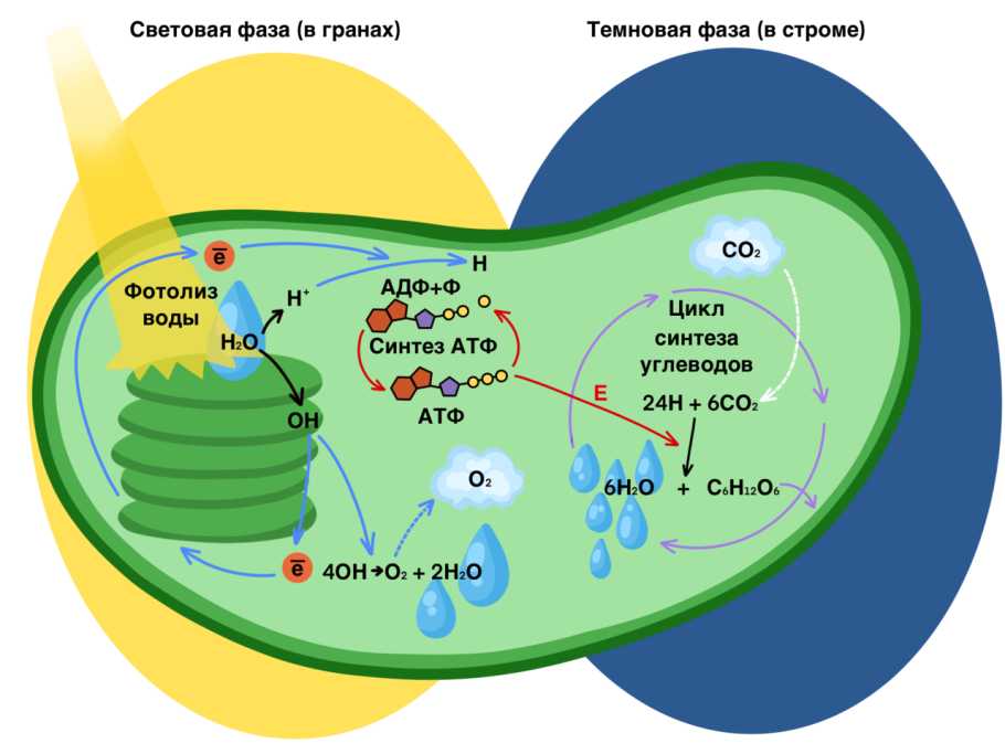Спирогира это автотроф