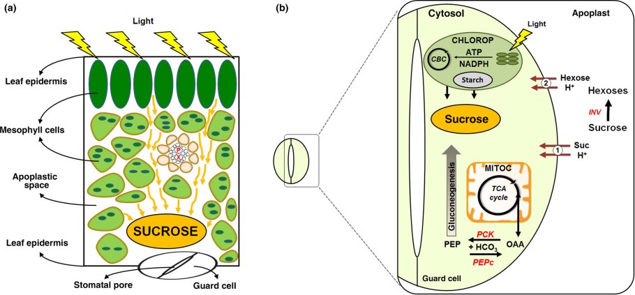 Algae Bioreactor