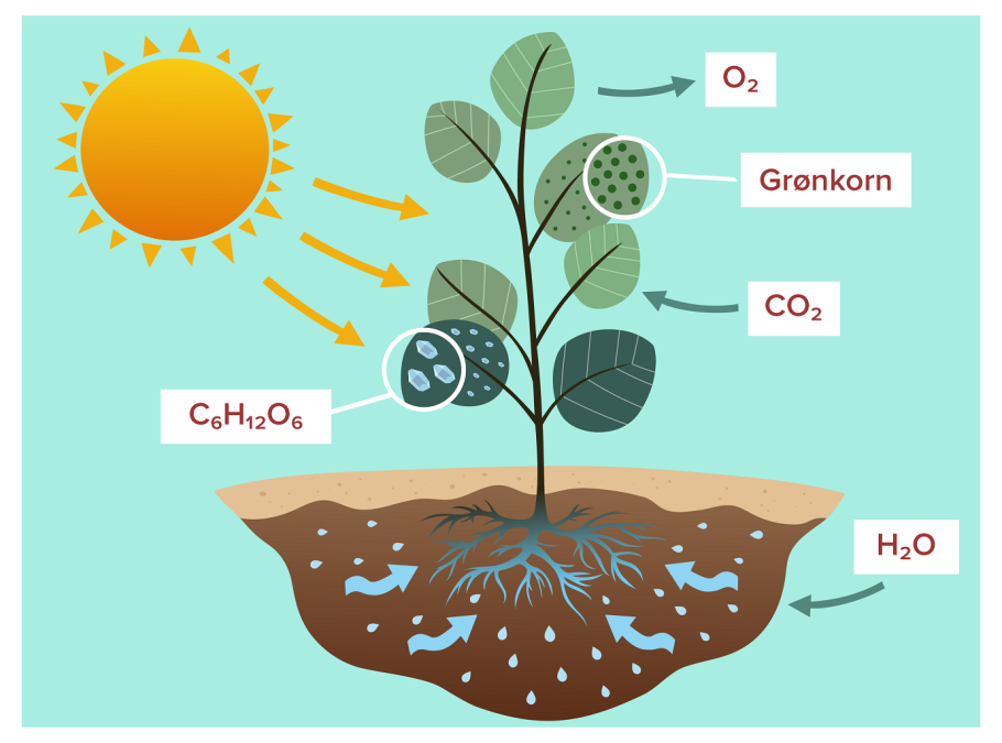 Техника in vivo у растений