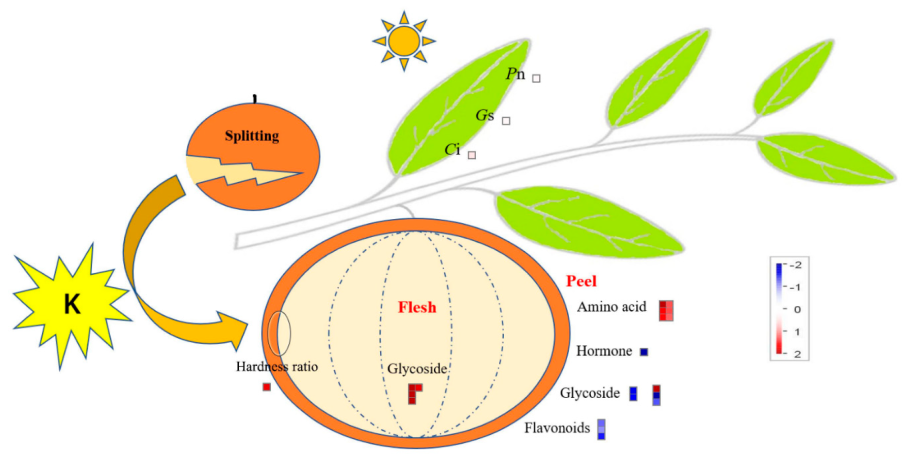 Планктон фотосинтез