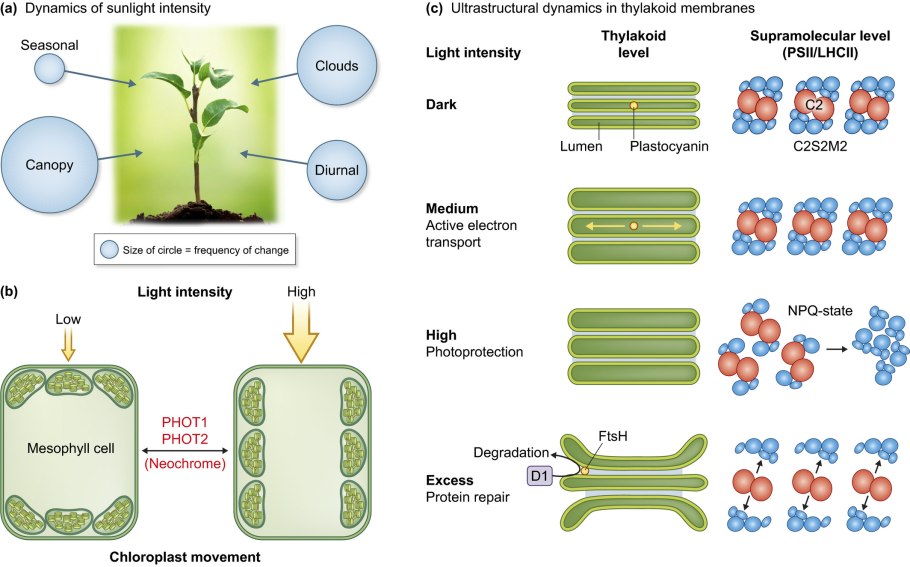 Биотопливо поколения микроводоросли