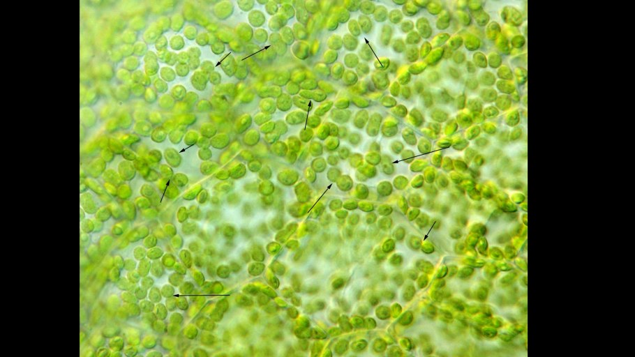 Хлоропласты элодеи