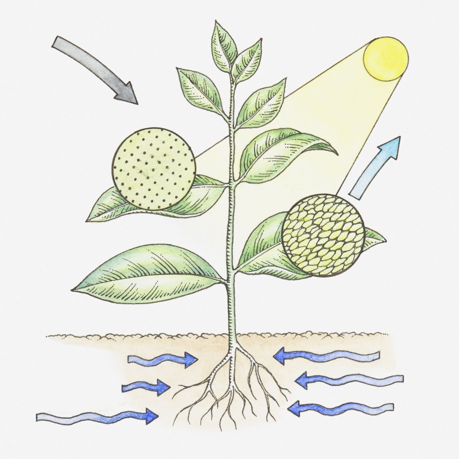 Фотосинтез рис