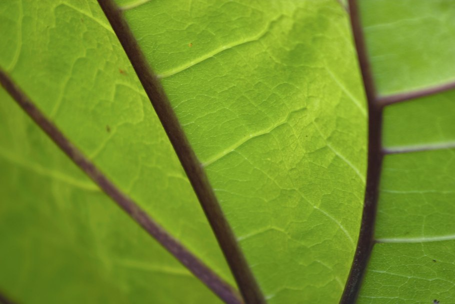 Зеленый лист